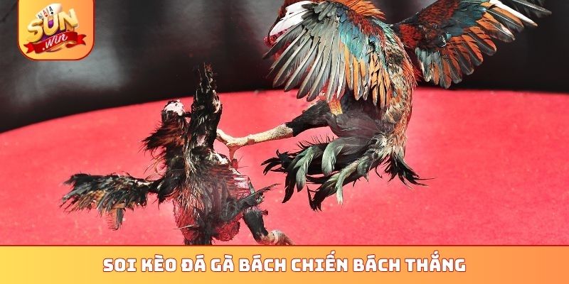 Soi kèo đá gà bách chiến bách thắng