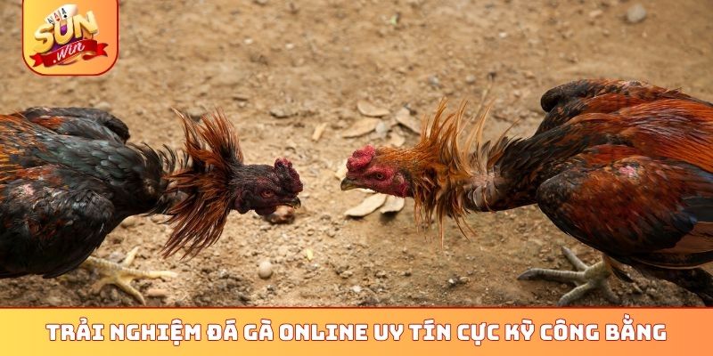 Trải nghiệm đá gà online uy tín cực kỳ công bằng